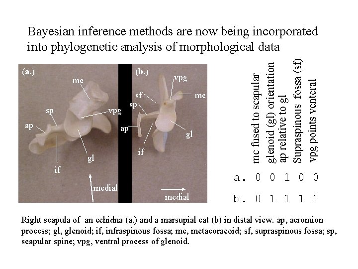 (a. ) (b. ) mc sp vpg ap sf sp ap gl vpg mc