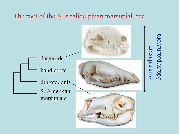 dasyurids bandicoots diprotodonts S. American marsupials Australasian Marsupiarnivora The root of the Australidelphian marsupial