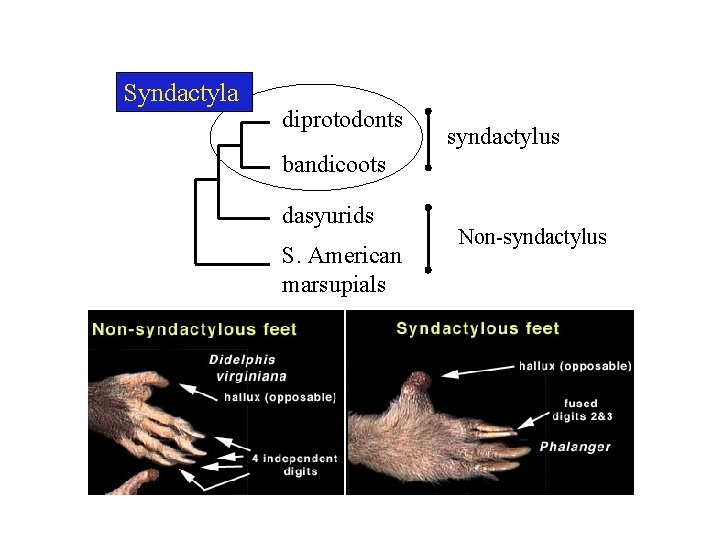 Syndactyla diprotodonts syndactylus bandicoots dasyurids S. American marsupials Non-syndactylus 