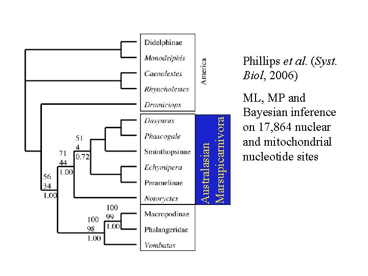Australasian Marsupicarnivora Phillips et al. (Syst. Biol, 2006) ML, MP and Bayesian inference on