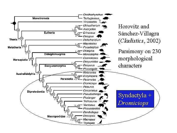 Horovitz and Sánchez-Villagra (Cladistics, 2002) Parsimony on 230 morphological characters Syndactyla + Dromiciops 