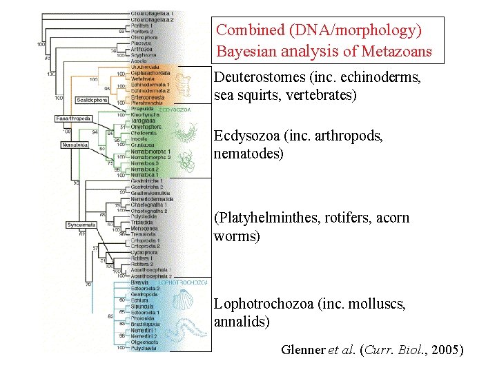 Combined (DNA/morphology) Bayesian analysis of Metazoans Deuterostomes (inc. echinoderms, sea squirts, vertebrates) Ecdysozoa (inc.