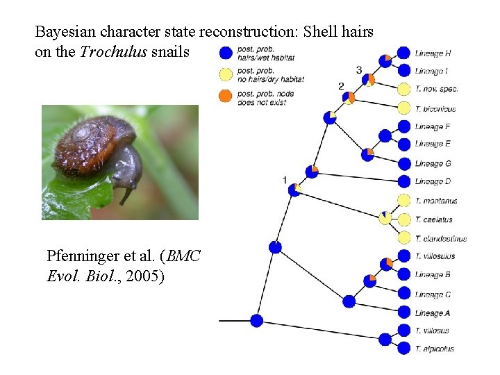 Bayesian character state reconstruction: Shell hairs on the Trochulus snails Pfenninger et al. (BMC