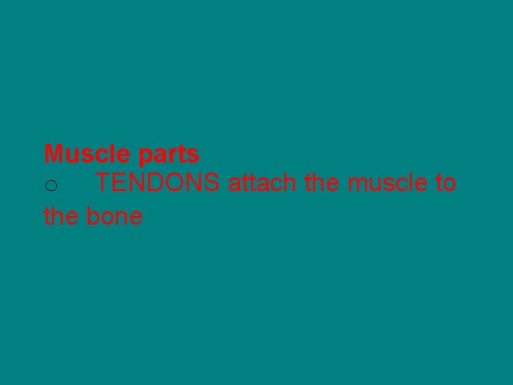 Muscle parts o TENDONS attach the muscle to the bone 