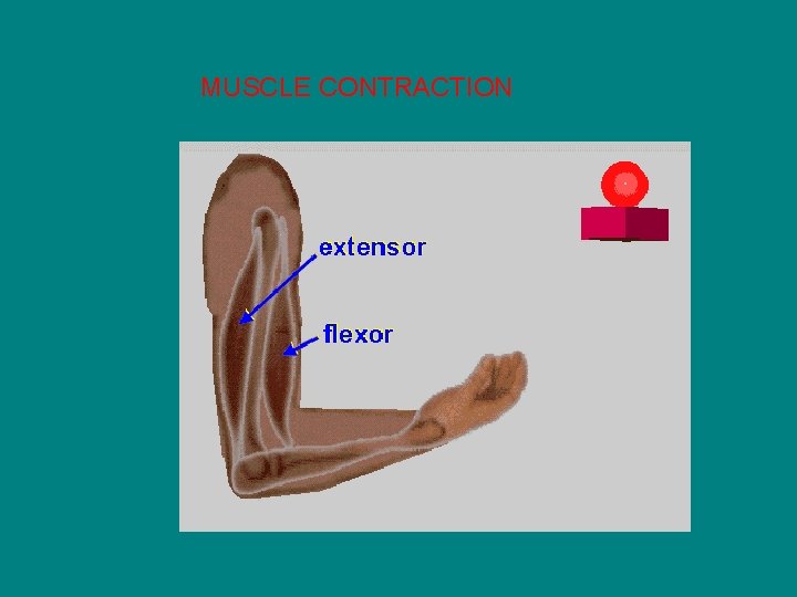 MUSCLE CONTRACTION 
