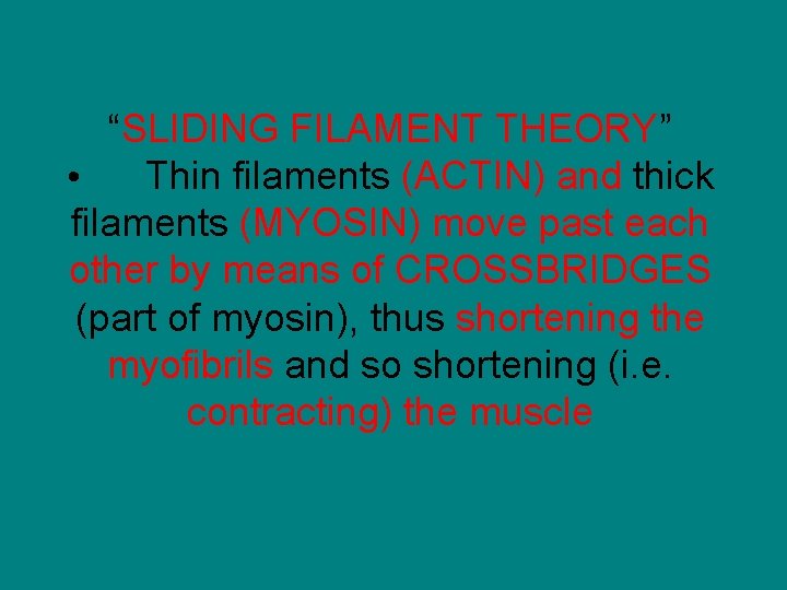 “SLIDING FILAMENT THEORY” • Thin filaments (ACTIN) and thick filaments (MYOSIN) move past each