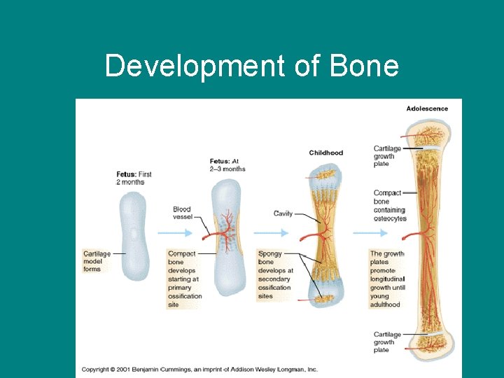 Development of Bone 