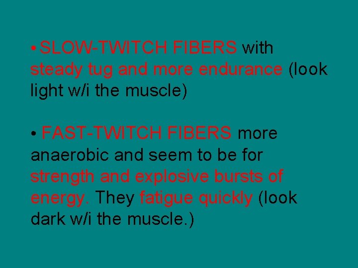  • SLOW-TWITCH FIBERS with steady tug and more endurance (look light w/i the