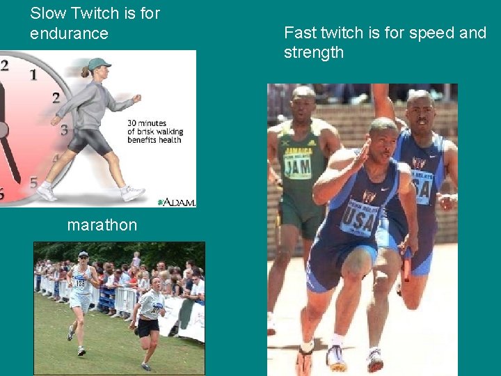 Slow Twitch is for endurance marathon Fast twitch is for speed and strength 