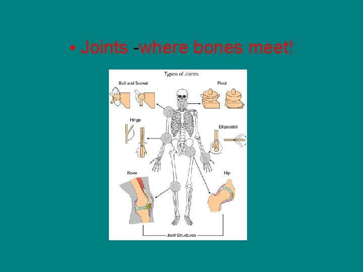  • Joints -where bones meet! 