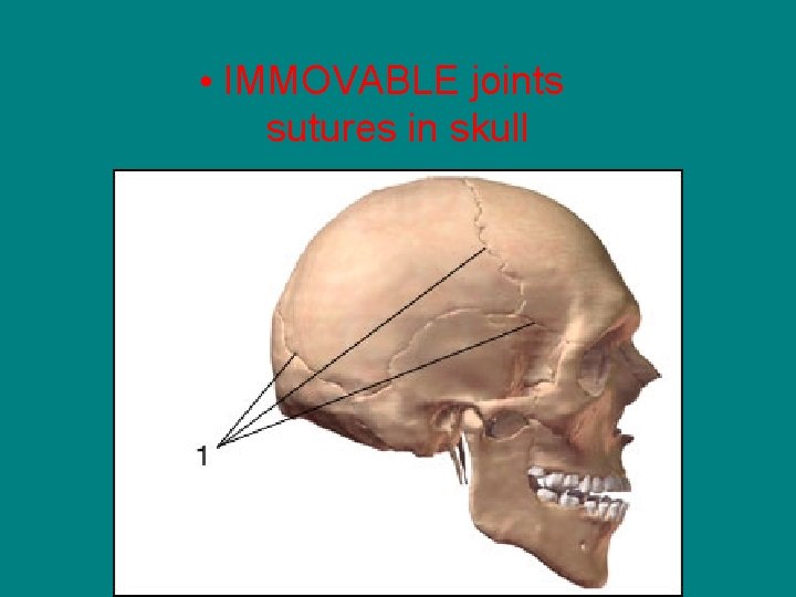  • IMMOVABLE joints sutures in skull 