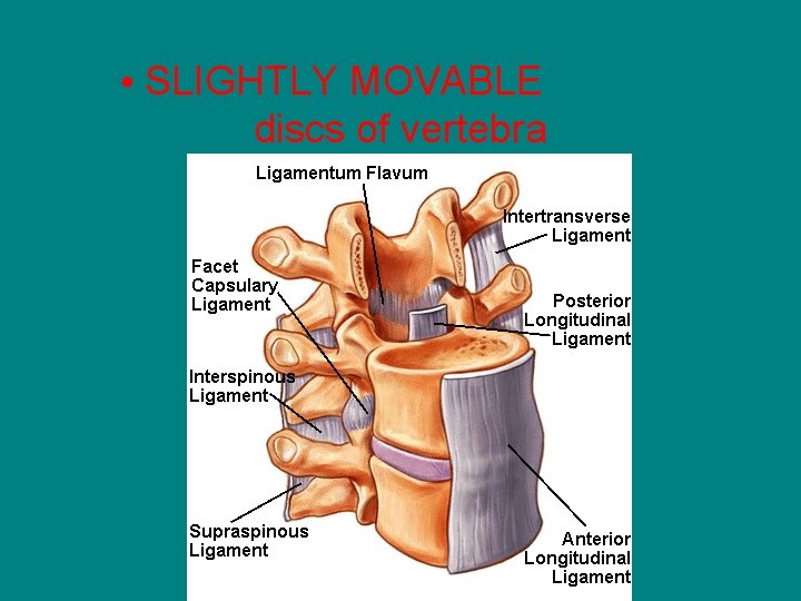  • SLIGHTLY MOVABLE discs of vertebra 