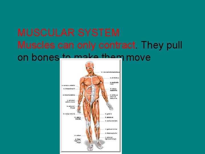 MUSCULAR SYSTEM Muscles can only contract. They pull on bones to make them move