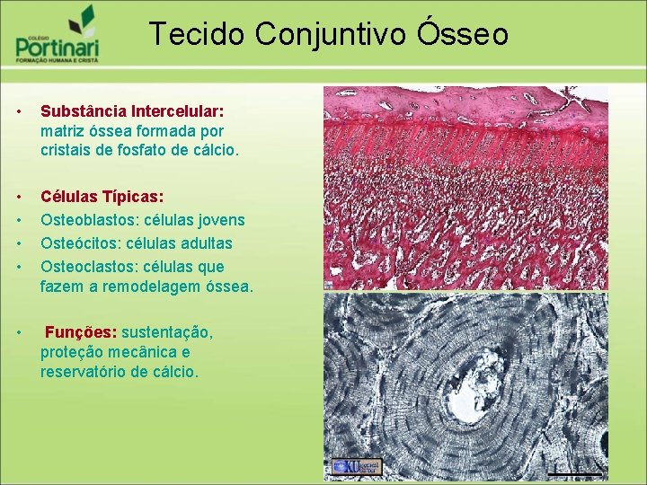 Tecido Conjuntivo Ósseo • Substância Intercelular: matriz óssea formada por cristais de fosfato de