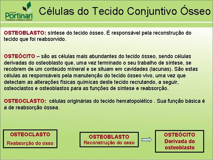 Células do Tecido Conjuntivo Ósseo OSTEOBLASTO: síntese do tecido ósseo. É responsável pela reconstrução