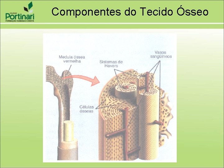 Componentes do Tecido Ósseo 