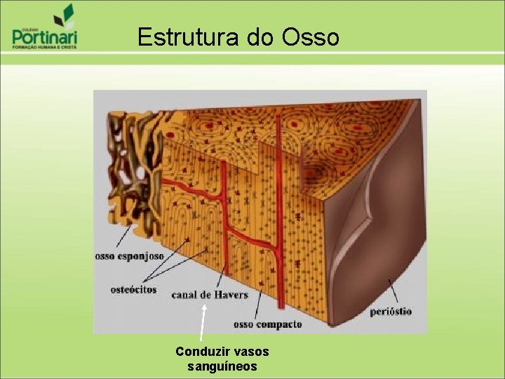 Estrutura do Osso Conduzir vasos sanguíneos 