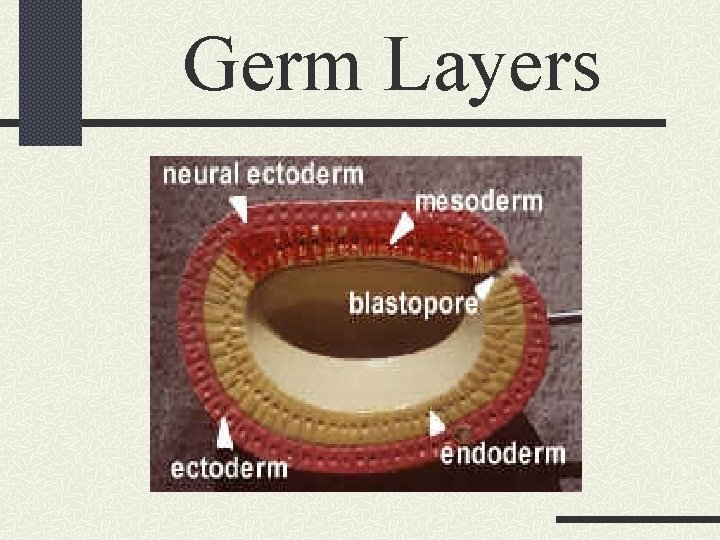 Germ Layers 