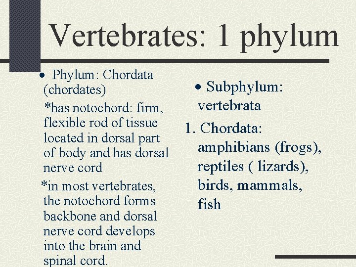 Vertebrates: 1 phylum · Phylum: Chordata (chordates) *has notochord: firm, flexible rod of tissue