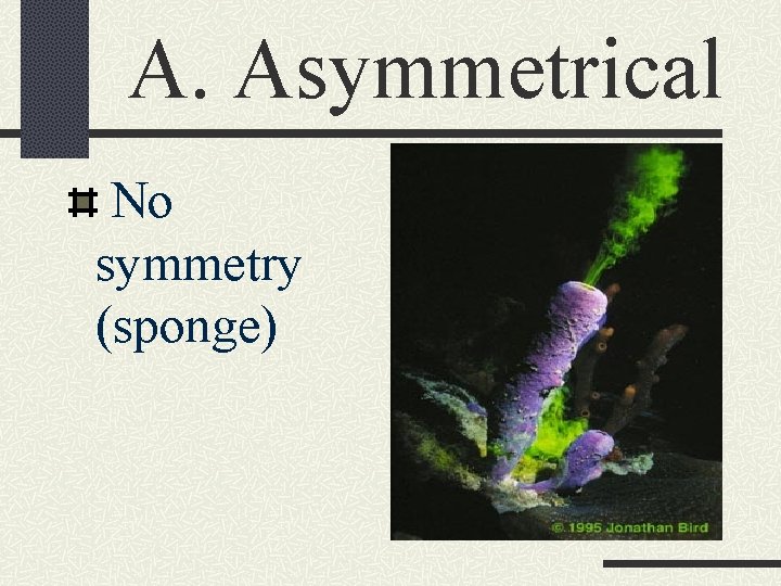 A. Asymmetrical No symmetry (sponge) 