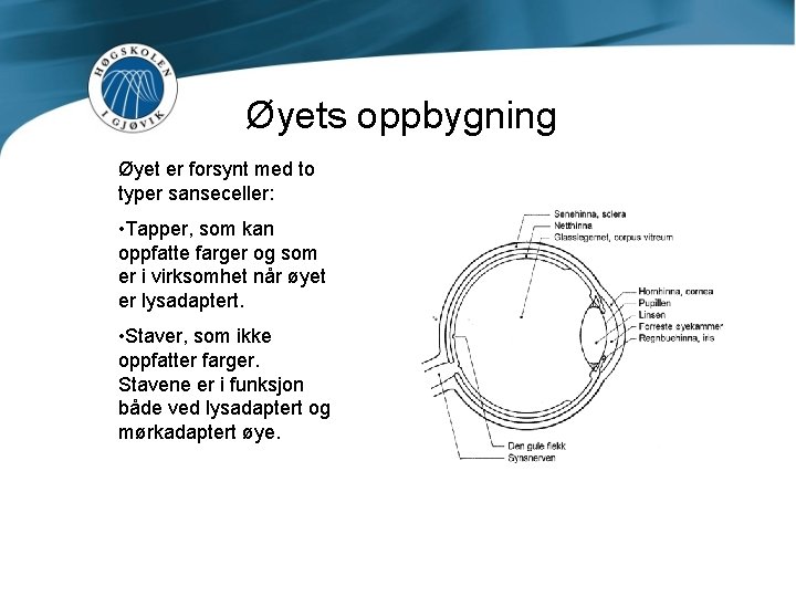 Øyets oppbygning Øyet er forsynt med to typer sanseceller: • Tapper, som kan oppfatte