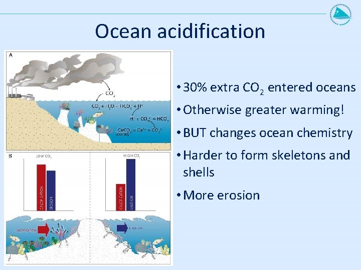 Ocean acidification • 30% extra CO 2 entered oceans • Otherwise greater warming! •