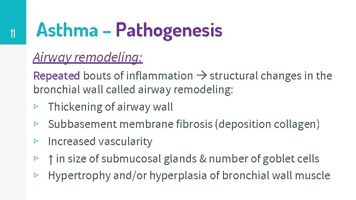11 Asthma – Pathogenesis Airway remodeling: Repeated bouts of inflammation structural changes in the