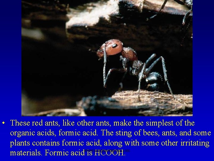  • These red ants, like other ants, make the simplest of the organic
