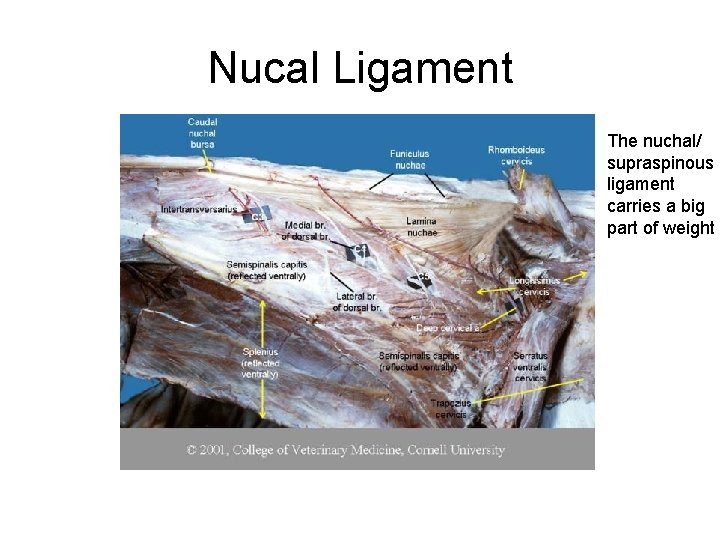 Nucal Ligament The nuchal/ supraspinous ligament carries a big part of weight 