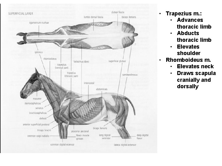  • Trapezius m. : • Advances thoracic limb • Abducts thoracic limb •