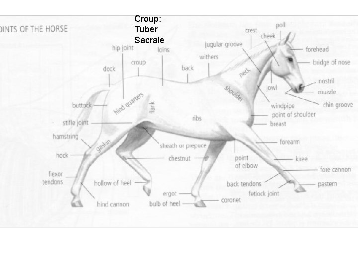 Croup: Tuber Sacrale 