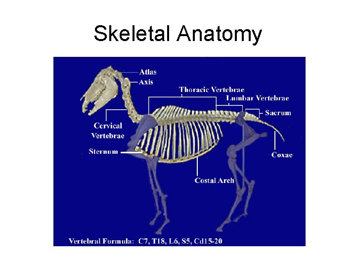 Skeletal Anatomy 