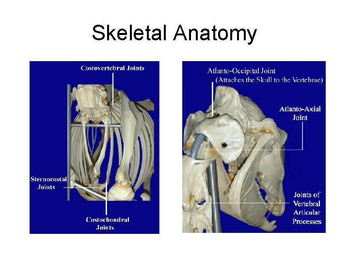 Skeletal Anatomy 