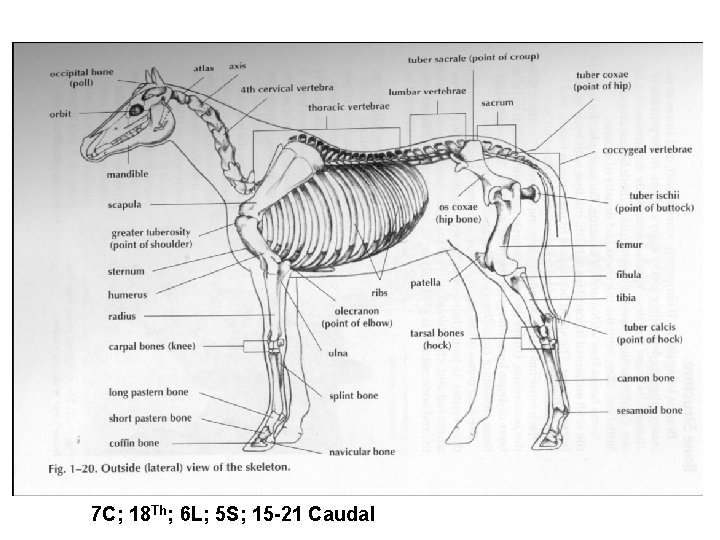 7 C; 18 Th; 6 L; 5 S; 15 -21 Caudal 