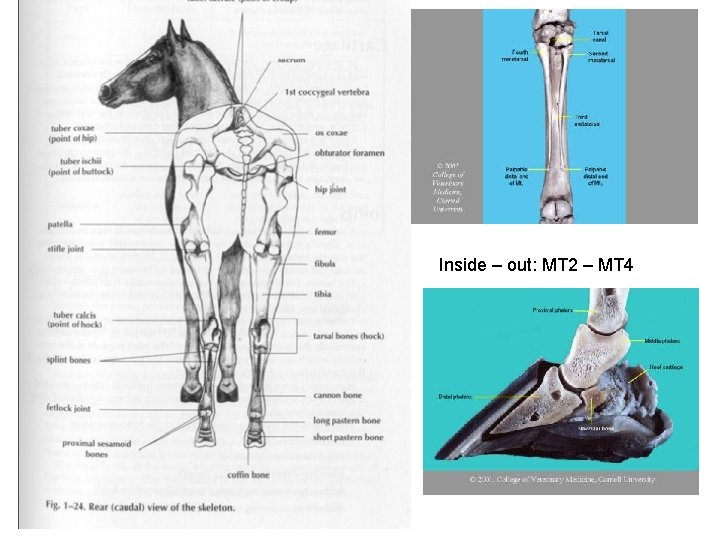 Inside – out: MT 2 – MT 4 