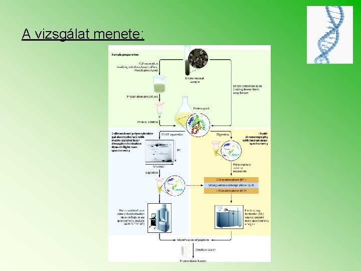 A vizsgálat menete: 