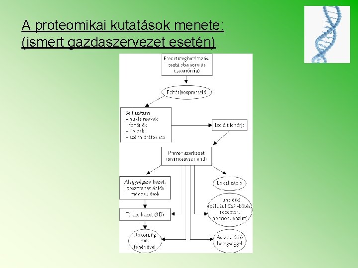 A proteomikai kutatások menete: (ismert gazdaszervezet esetén) 