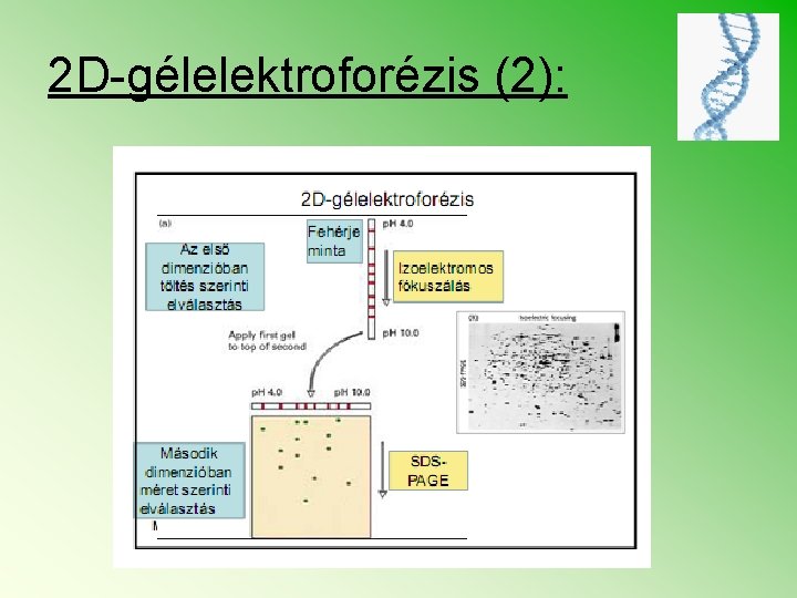 2 D-gélelektroforézis (2): 