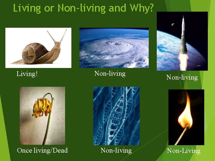 Living or Non-living and Why? Living! Once living/Dead Non-living Non-Living 