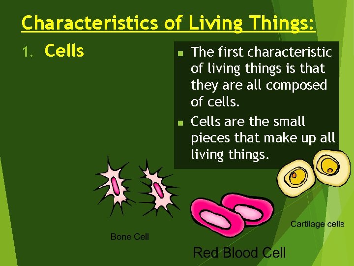 Characteristics of Living Things: 1. Cells n n The first characteristic of living things