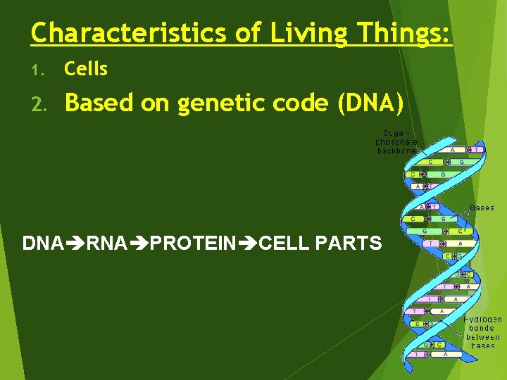 Characteristics of Living Things: 1. Cells 2. Based on genetic code (DNA) DNA RNA