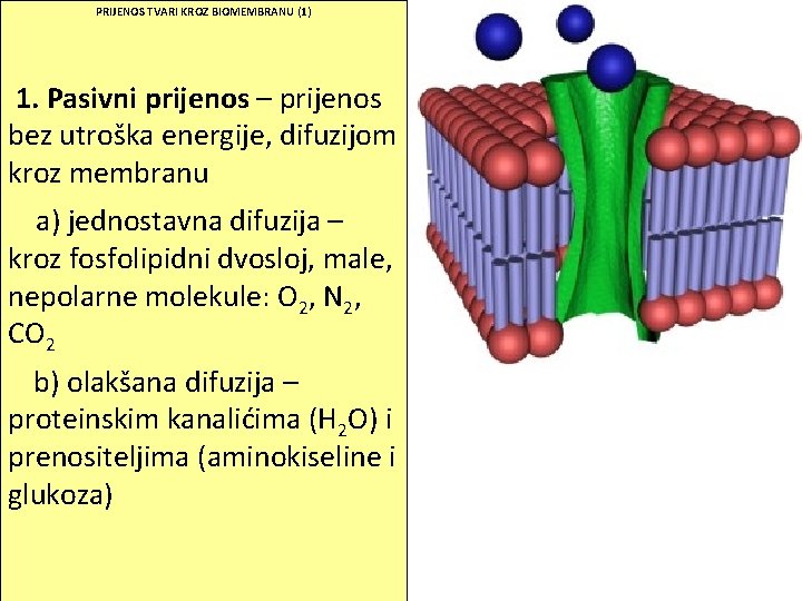 PRIJENOS TVARI KROZ BIOMEMBRANU (1) 1. Pasivni prijenos – prijenos bez utroška energije, difuzijom