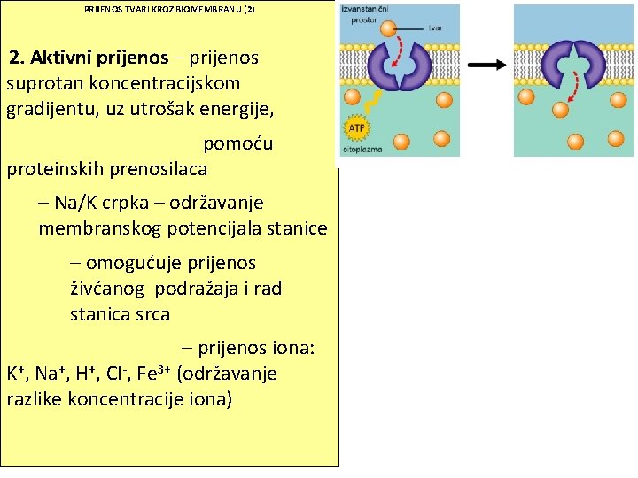 PRIJENOS TVARI KROZ BIOMEMBRANU (2) 2. Aktivni prijenos – prijenos suprotan koncentracijskom gradijentu, uz