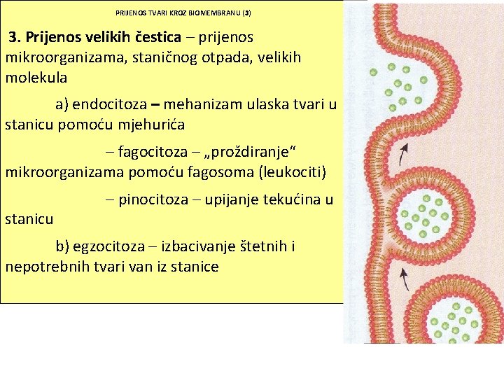 PRIJENOS TVARI KROZ BIOMEMBRANU (3) 3. Prijenos velikih čestica – prijenos mikroorganizama, staničnog otpada,