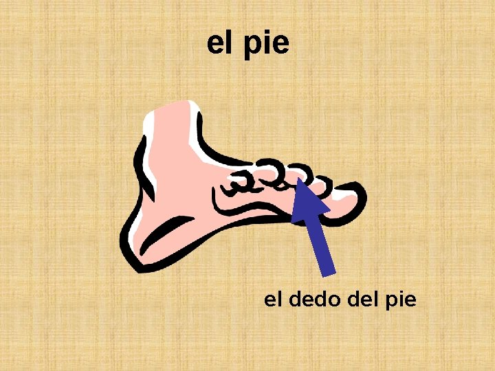 el pie el dedo del pie 