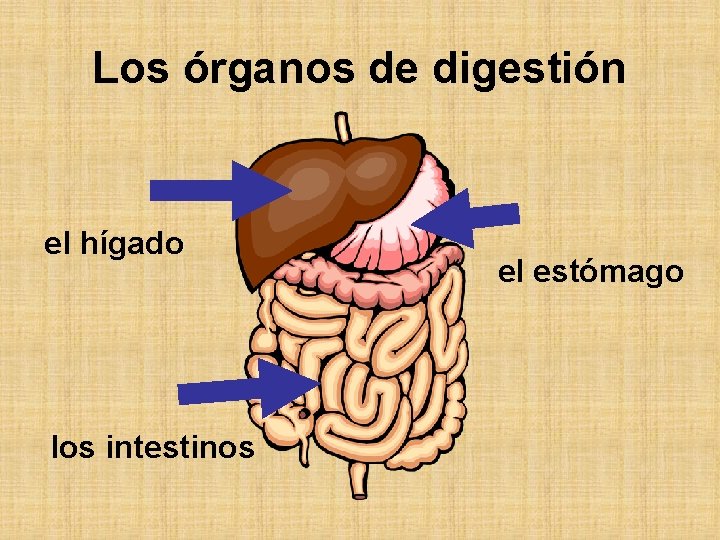Los órganos de digestión el hígado los intestinos el estómago 