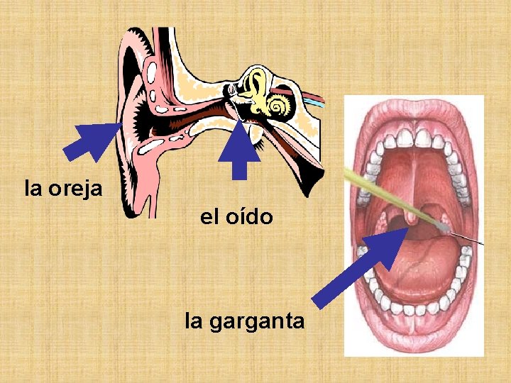 la oreja el oído la garganta 