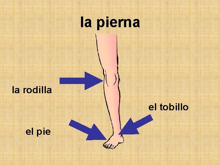 la pierna la rodilla el tobillo el pie 