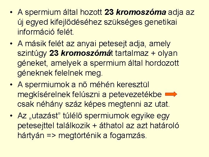  • A spermium által hozott 23 kromoszóma adja az új egyed kifejlődéséhez szükséges