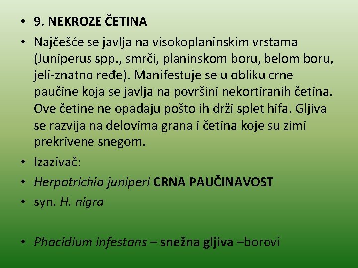  • 9. NEKROZE ČETINA • Najčešće se javlja na visokoplaninskim vrstama (Juniperus spp.